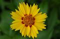 yellow flower